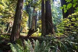 Giant redwood trees in the Redwoods National and State parks, California, USA