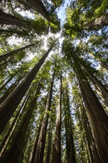 Among giant redwoods on the Boy Scout Tree Trail in Jedediah Smith Redwoods State Park Among giant redwoods on the Boy Scout Tree Trail in Jedediah Smith Redwoods State Park