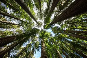 State Park Prints: Among giant redwoods on the Boy Scout Tree Trail in Jedediah Smith Redwoods State Park