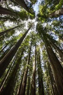 Among giant redwoods on the Boy Scout Tree Trail in Jedediah Smith Redwoods State Park