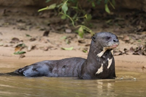 Pantanal Prints: Giant river otter (Pteronura brasiliensis), Pantanal, Mato Grosso, Brazil, South America
