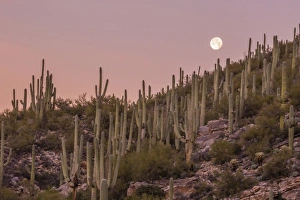 Giant saguaro cactus (Carnegiea gigantea), under full moon in the Catalina Mountains