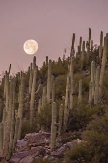 Giant saguaro cactus (Carnegiea gigantea), under full moon in the Catalina Mountains