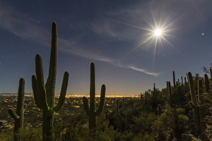Giant saguaro cactus (Carnegiea gigantea), under full moon in the Catalina Mountains