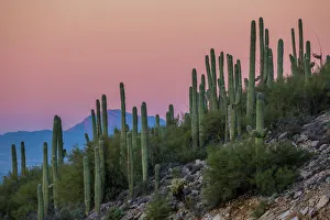 Arizona Gallery: Giant saguaro cactus (Carnegiea gigantea), under full moon in the Catalina Mountains