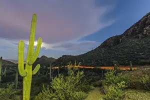 Giant saguaro cactus (Carnegiea gigantea) under full moon at Gates Pass in the Tucson Mountains
