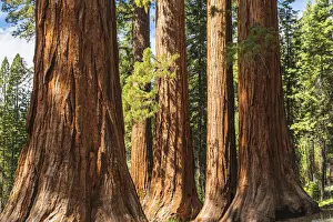 Sequoia Prints: Giant Sequoia, Mariposa Grove, Yosemite National Park, UNESCO World Heritage Site