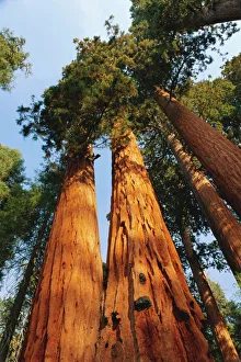 Images Dated 28th August 2008: Giant sequoia tree