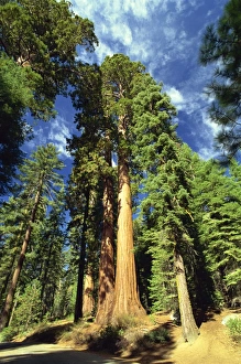 Giant sequoia trees