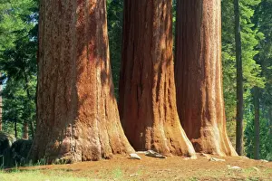 Repetition Prints: Giant sequoia trees in the Giant Forest in the Sequoia National Park