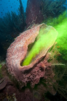 Seabed Prints: Giant sponge showing how it filters water with the use of dye