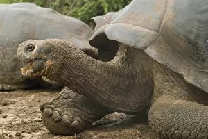 Images Dated 15th January 2009: Giant tortoise, Darwin Research Station, Santa Cruz island, Galapagos, Ecuador