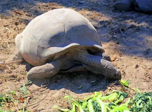 Large Prints: Giant tortoise feeding on greens in La Digue, Seychelles during daylight