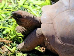 Large Prints: Giant tortoise feeds on greens in natural habitat during daylight hours in Seychelles