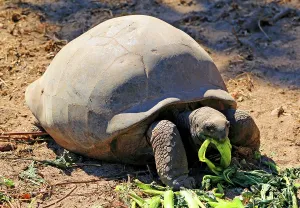 Giant Prints: Giant tortoise feeds on greens in natural habitat during daytime in Seychelles