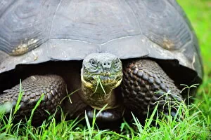 Ecuador Gallery: Giant tortoise (Geochelone elephantopus vandenburghi), Isla Sant Cruz, Galapagos Islands