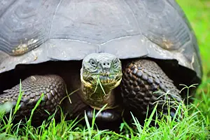 Ecuador Prints: Giant tortoise (Geochelone elephantopus vandenburghi), Isla Sant Cruz, Galapagos Islands