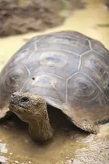 Giant tortoise (Geochelone nigra) at the Galapaguera de Cerro Colorado