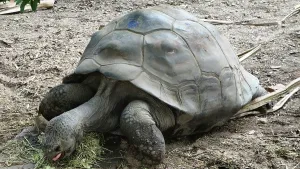 Giant Prints: Giant Tortoise, London Zoo, United Kingdom