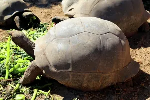 Large Prints: Giant tortoises eating leafy greens on La Digue island in Seychelles during a sunny day in the outdoors