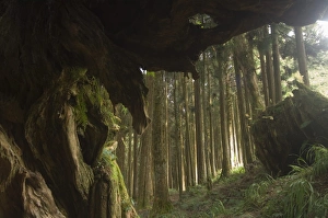 Giant tree trunk in cedar forest