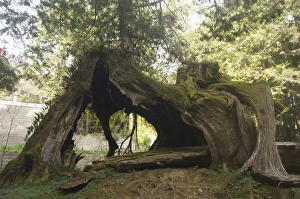 Giant tree trunk in cedar forest