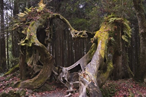 Giant tree trunk in cedar forest