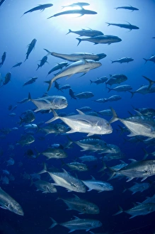 Red Sea Prints: Giant trevally (Caranx ignobilis) shoal schooling