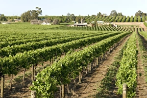South Australia Prints: Giant vineyards, Renmark, Murray River valley, South Australia, Australia, Pacific