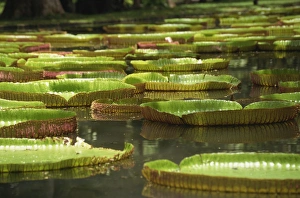 Botanical Gardens Prints: Giant water lilies, Botanical Gardens, Pamplemousses, Mauritius, Africa