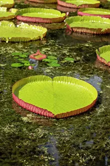 Gardening Prints: Giant Waterlilly plants (Victoria amazonica) in Pamplemousses Garden