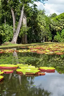 Giant Prints: Giant Waterlilly plants (Victoria amazonica) in Pamplemousses Garden