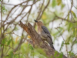 Wildlife Sanctuary Prints: A Gila woodpecker (Melanerpes uropygialis)