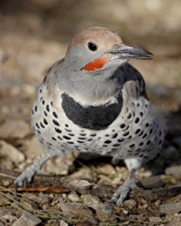 Images Dated 25th November 2009: Gilded Flicker (Colaptes chrysoides) in captivity, Arizona Sonora Desert Museum