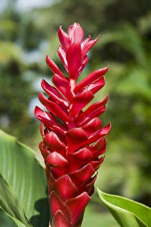 Costa Rican Prints: Ginger bloom in rainforest, Tortuguero National Park, Costa Rica, Central America