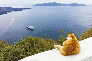 Santorini Gallery: A ginger cat resting on a wall, overlooking a cruise ship in the Aegean Sea, Santorini, Cyclades