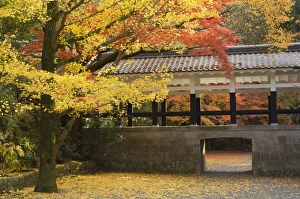 Images Dated 22nd November 2007: Gingko tree