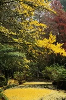 Gingko tree dropping autumn leaves, Alfred Nicholas Gardens, Dandenong Ranges