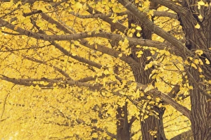 Beijing Prints: Gingko trees in autumn, Temple of Heaven Park, Beijing, China, Asia