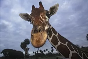 Giraffe, Africa
