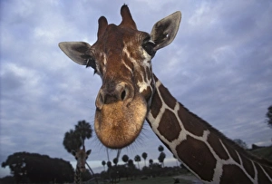 Images Dated 9th May 2008: Giraffe, Africa