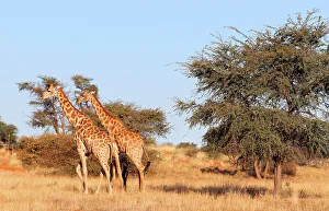 Savannah Prints: Giraffe, Bagatelle Game Reserve, Namibia, Africa