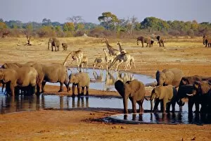 Giraffe and elephant at a water hole