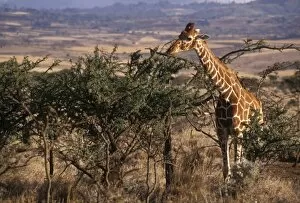 Giraffe feeding, Kenya, Eas t Africa, Africa