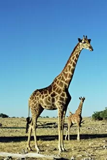 Images Dated 6th August 2008: Giraffe, Giraffa camelopardalis