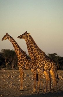 Giraffe, Giraffa camelopardalis