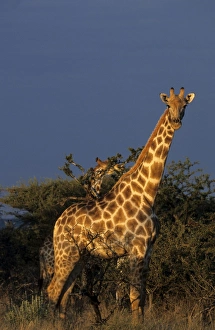Giraffe, Giraffa camelopardalis