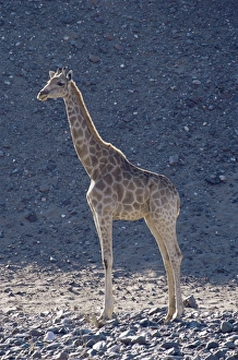 Giraffe (Giraffa camelopardalis)