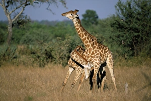 Giraffe, Giraffa camelopardalis