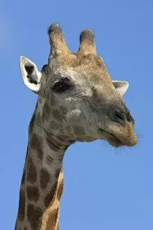 Images Dated 19th February 2006: Giraffe, Giraffa camelopardalis